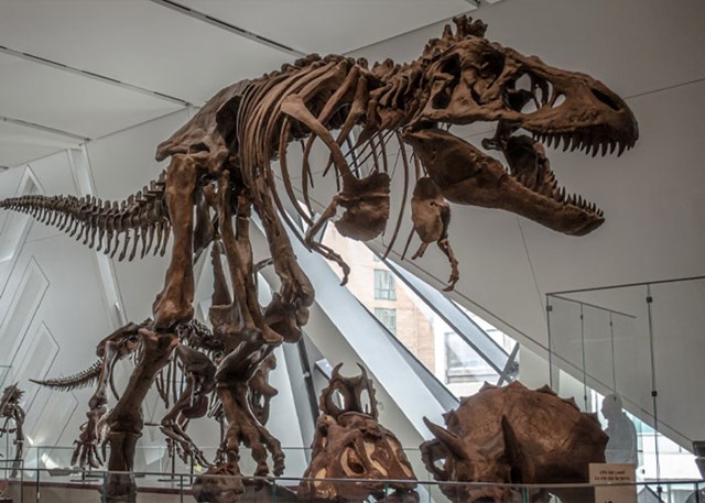 Ti si se rodio bliže vremenu T-rexa nego T-rex vremenu stegosaurusa