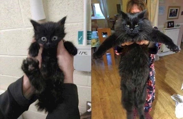 Ovoliko mačka naraste u samo jednu godinu
