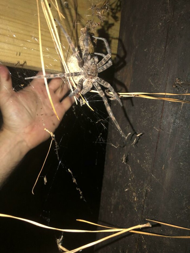 Ogroman pauk s vrećicom jaja