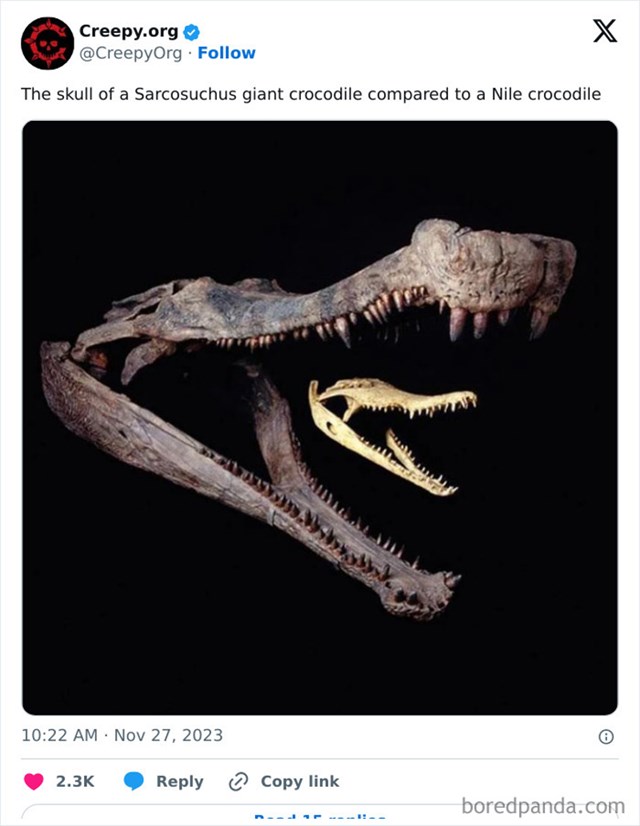 Lubanja najvećeg krokodila u usporedbi s nilskim krokodilom