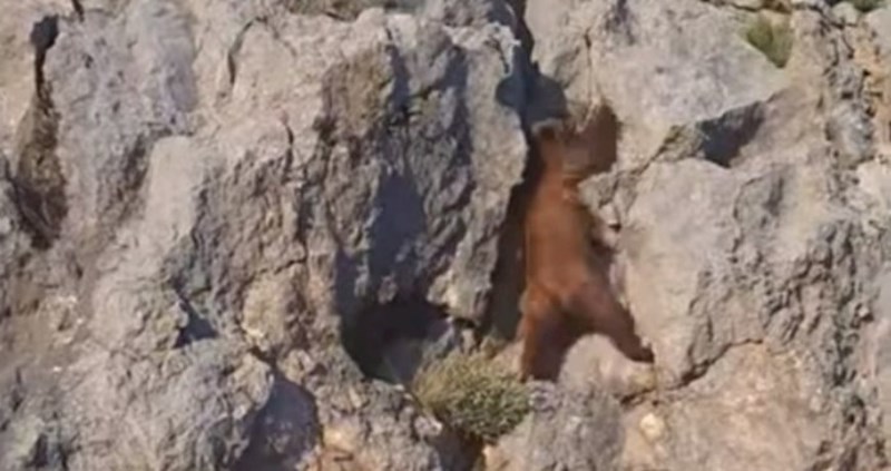 Video iz Hrvatske se širi internetom: pogledajte kojom brzinom se medvjed penje na stijenu