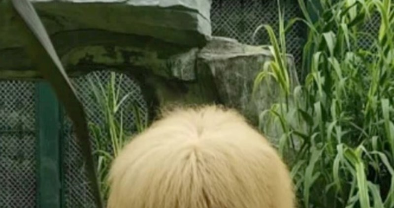 Ovaj lav iz kineskog ZOO-a je nešto najbolje što ćete danas vidjeti, garantiramo