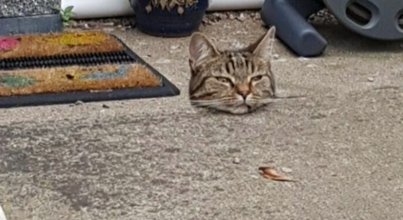 15 fotki koje ćete morati pogledati dvaput da shvatite što se događa