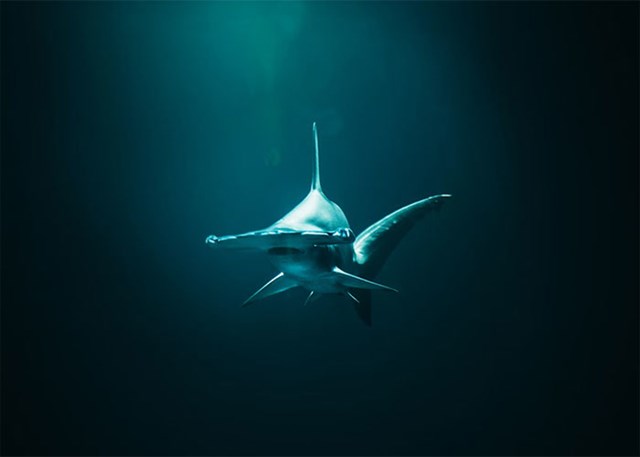 Postoje morski psi stari više od 500 godina