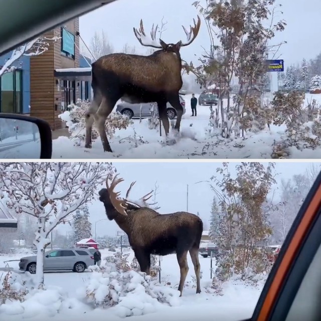 Nevjerojatna veličina losa