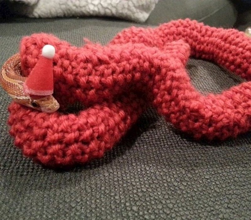 Punica je isplela džemper za našeg kućnog ljubimca, zmiju.