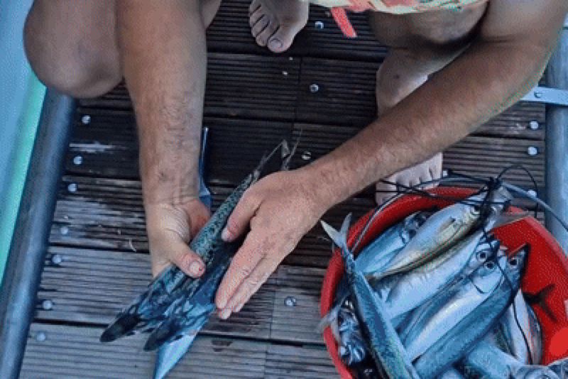 Iskusni ribar s Korčule otkrio kako bez greške prepoznati je li riba stvarno svježa