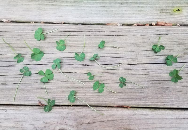 Na jednom mjestu našla sam hrpu djetelina s četiri lista