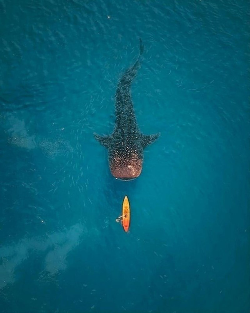 Izgleda kao da će ova kitopsina progutati kajak, ali oni ne jedu ljude :)