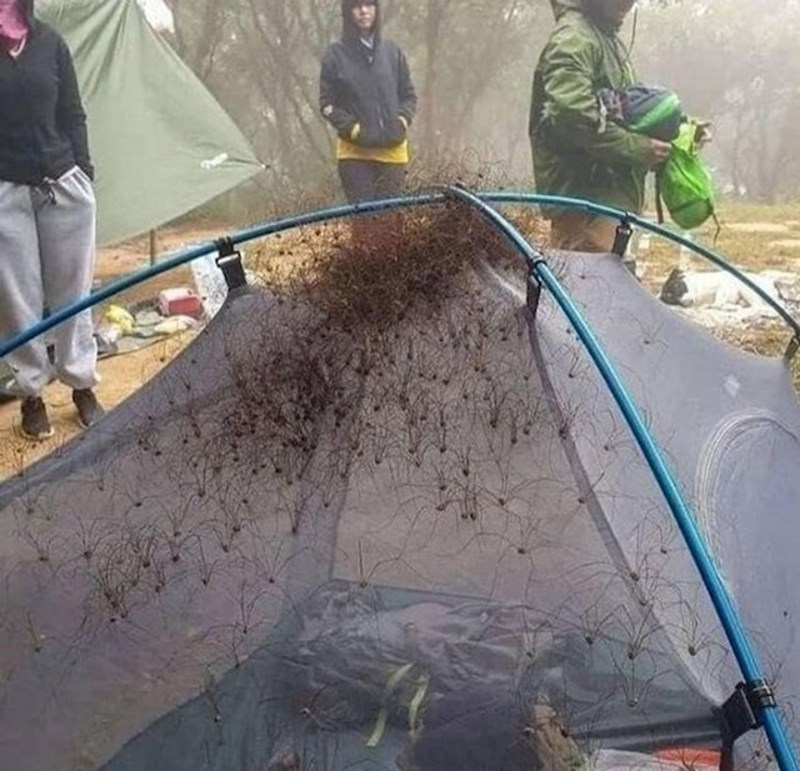 Otišli su kampirati i ujutro zatekli ovaj prizor