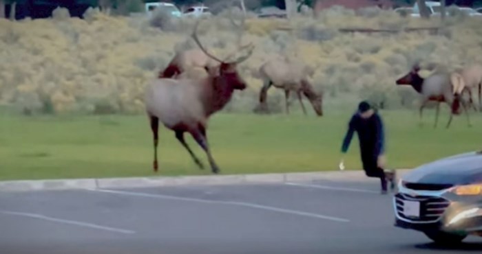 Tip se htio približiti jelenu da ga bolje fotka. Snimka ima 2 milijuna pregleda