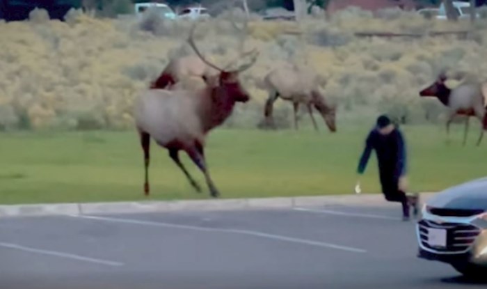 Tip se htio približiti jelenu da ga bolje fotka. Snimka ima 2 milijuna pregleda