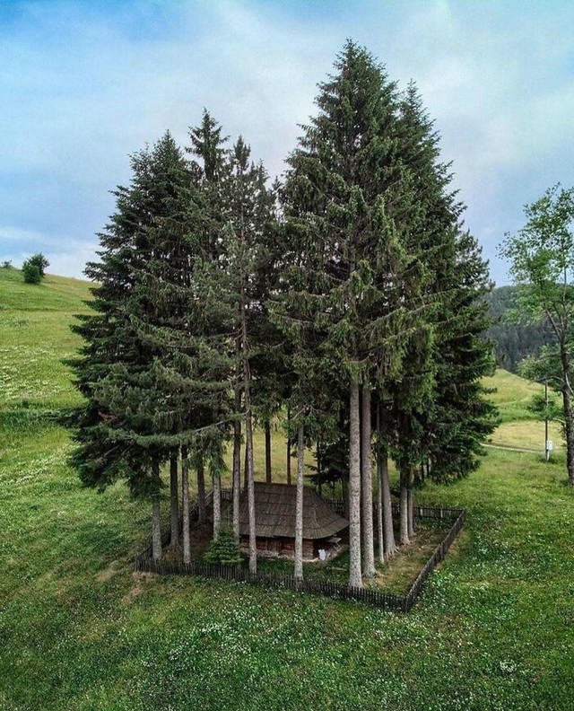 Skrivena kućica među borovima