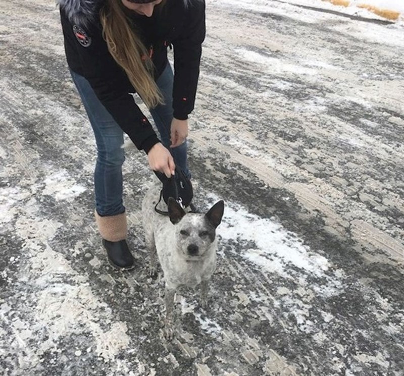 1. "Kolegica je udomila novog psa. Može se savršeno kamuflirati"