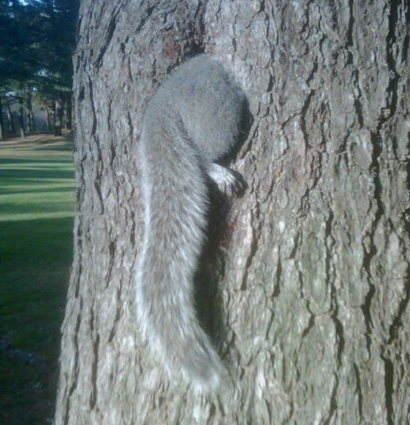 Vjeverica je zapela u stablu