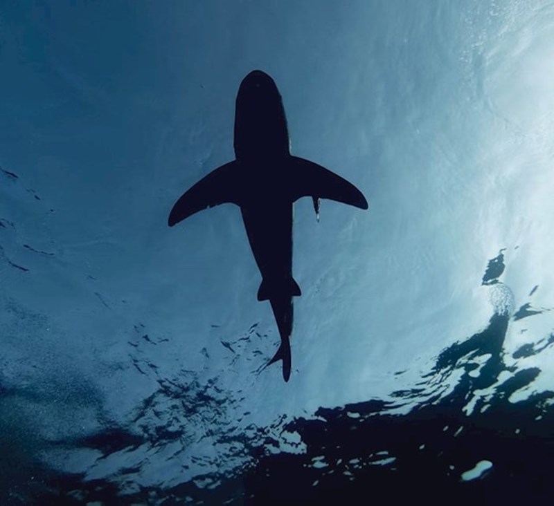 Veća je šansa da će vas netko ugristi na ulici u New Yorku nego da će vas ugristi morski pas u moru