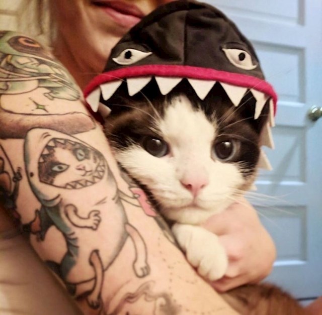 Moja cura s tetovažom svoje mace u kostimu morskog psa i njena maca upravo u tom kostimu