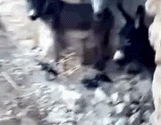 odmetnuti kozojeb....:)))...