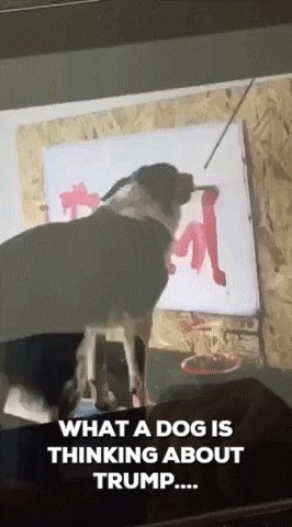 sto pas misli o Trump-u 