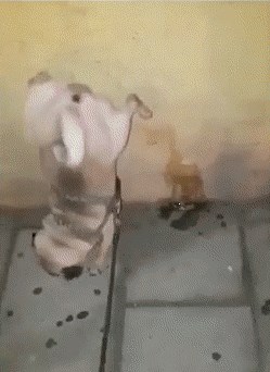 hehheheee.....dobar...:)))...