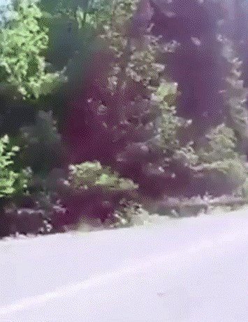 susret automobila i konja...:)))..