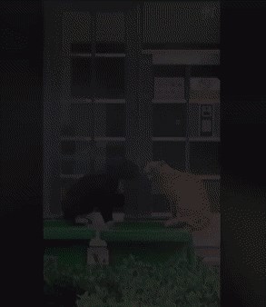 kad se macketine potuku...:)))...