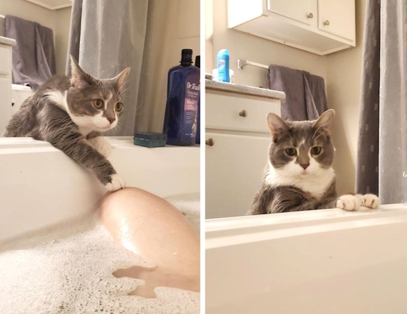 Svaki put kada napunim kadu, moja maca se stavi u ulogu spasioca i stoji uz mene dok ta strašna trauma ne završi