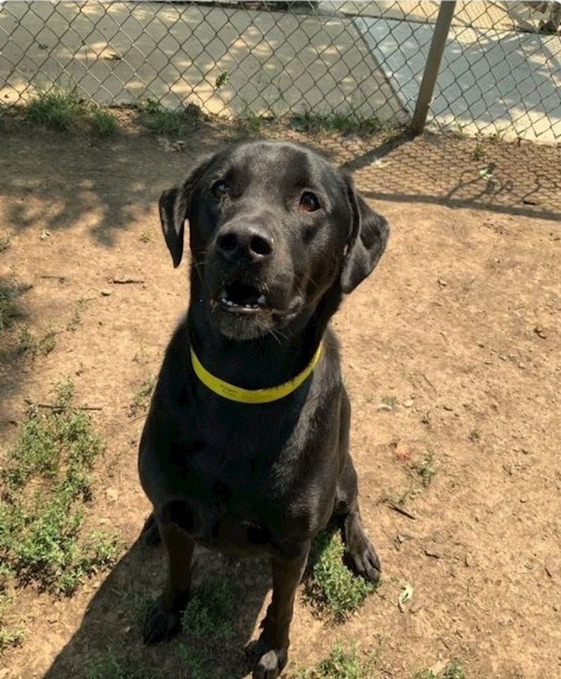 Popiškio se po svim igračkama kako bi ih obilježio kao svoje vlasništvo...