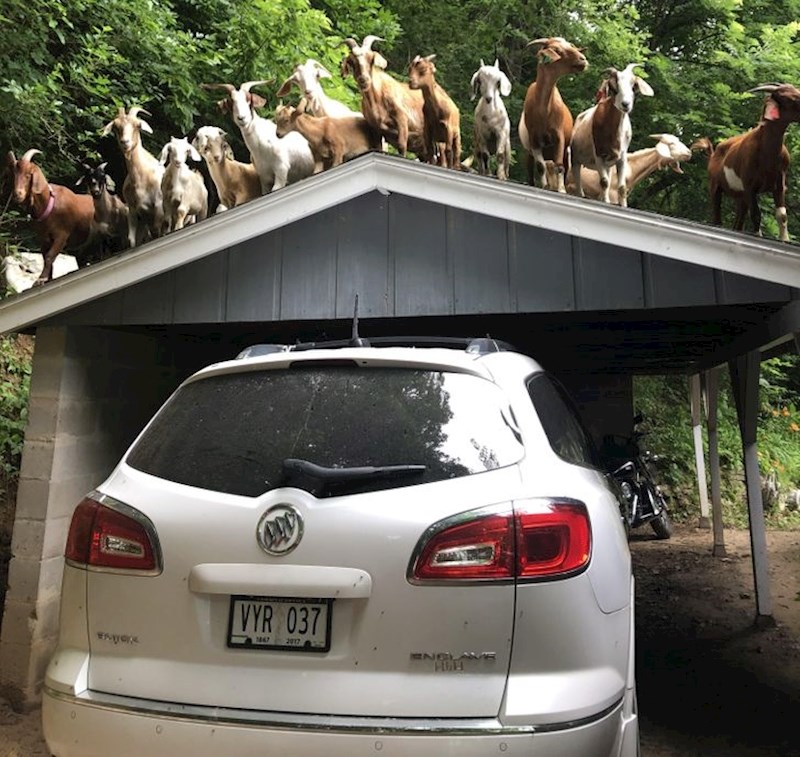 "Doček na farmi mojih roditelja"