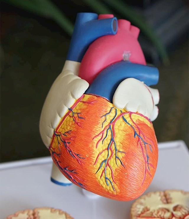 Mozak pokušava oživjeti tijelo dugo nakon što srce stane. Postoje bilješke o moždanoj aktivnosti čak i 30 sati nakon srčanog zastoja.