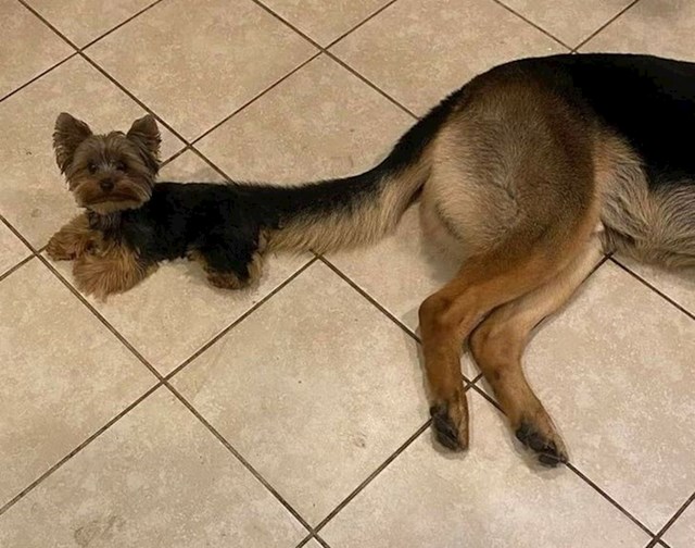 Mali psić izgleda kao da raste iz repa velikog psa