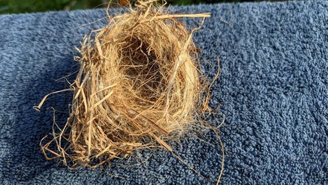 Žena je dlake svog psa ostavljala kraj hranilice za ptice u vrtu. Jednog dana pronašla je gnijezdo napravljeno upravo od njih!