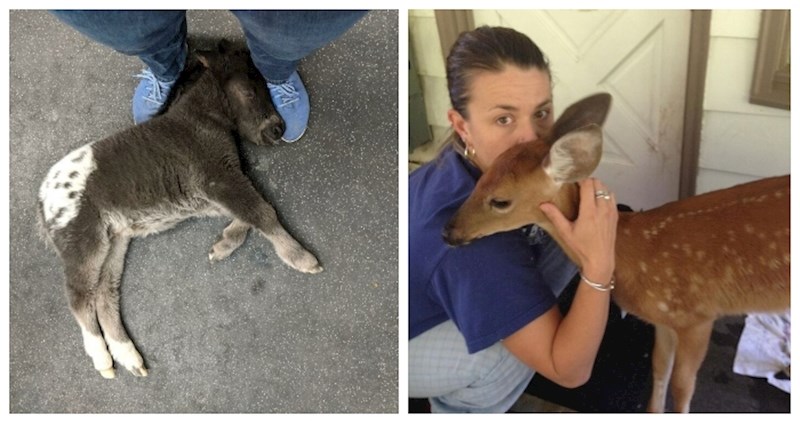 20+ veterinara dijeli fotke iz kojih će vam odmah biti jasno zašto vole svoj posao