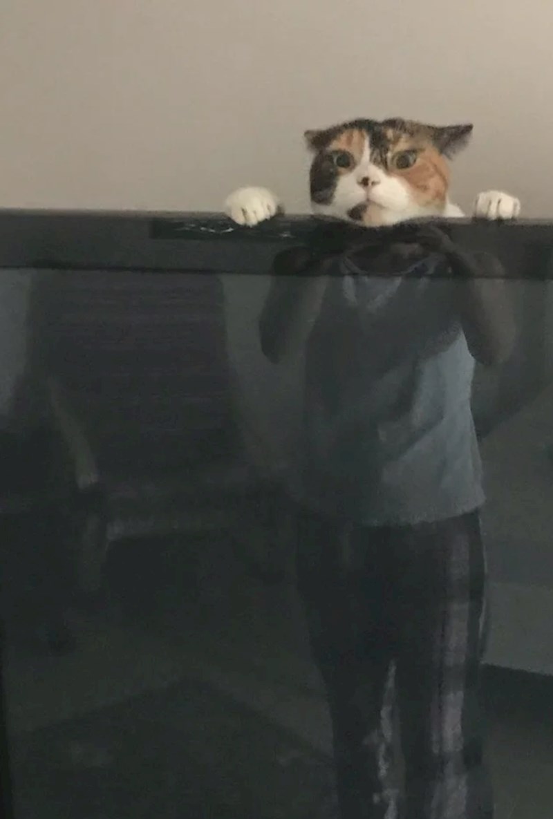 "Cura mi šalje fotku naše mace koja se igra iza TV-a"