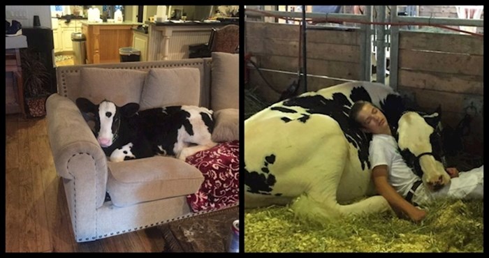 18 preslatkih fotki krava koje dokazuju da su one samo malo veći psi
