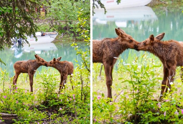 Tata je na Aljasci uhvatio u kadar poljubac između losova