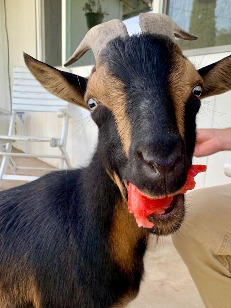 "Mojo živi za lubenicu, a ja živim za Mojoa"