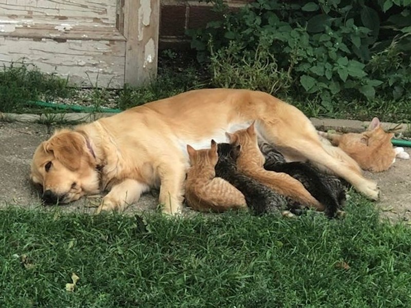 Ova dobra cura je prihvatila odbačene mačiće