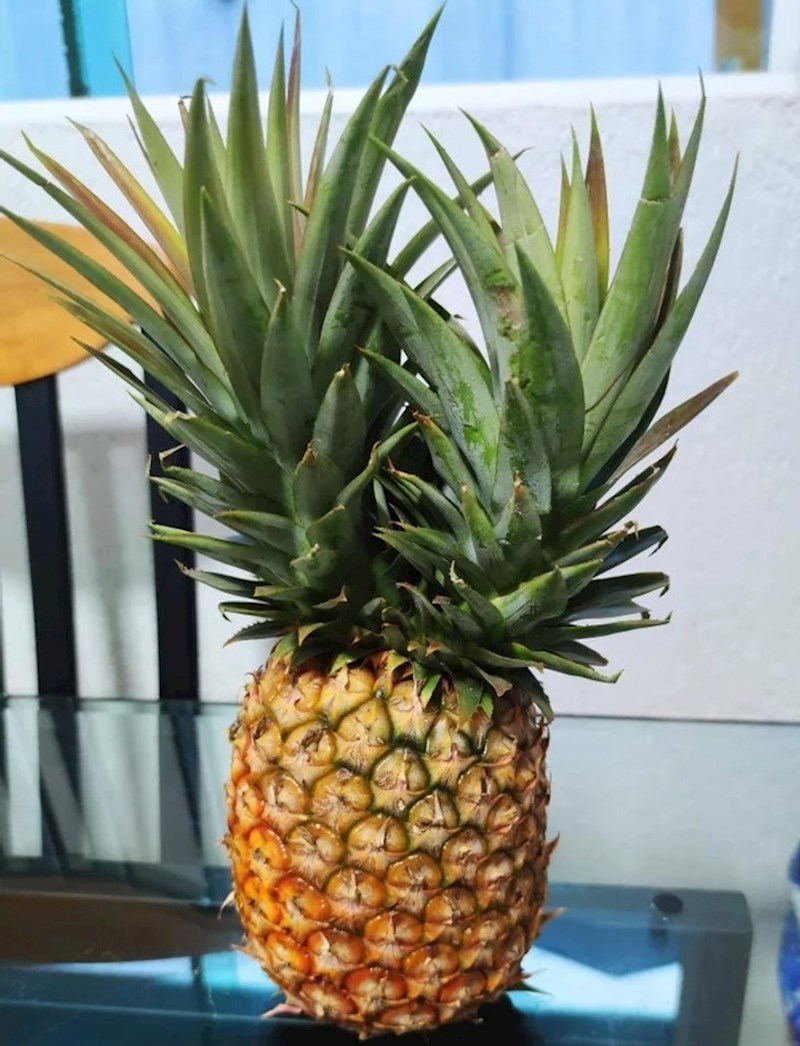 Ananas s dvije krune!