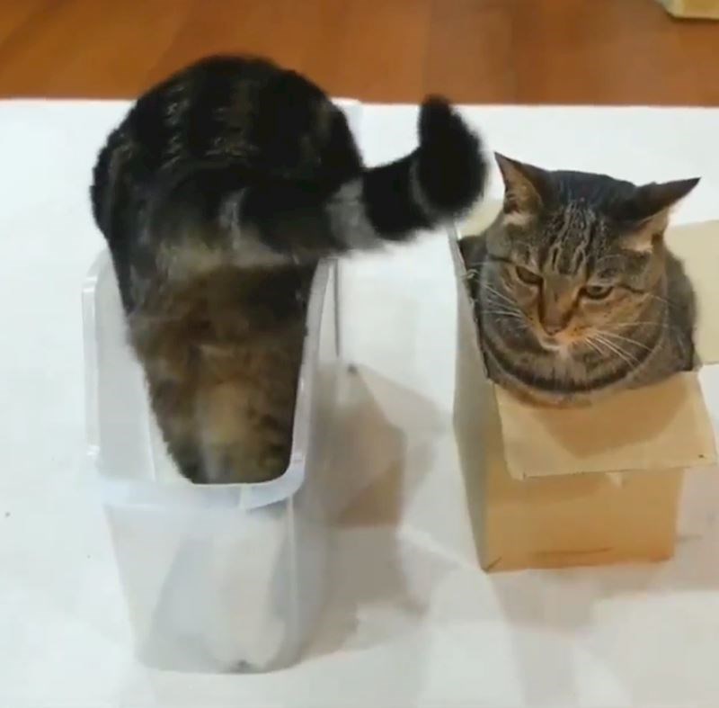 Toliko je fleksibilna da se proširila kroz 4 dimenzije