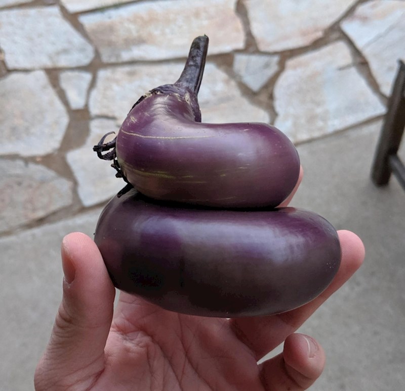 Patlidžan neobičnog oblika