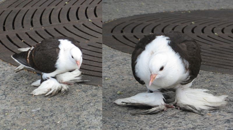 Izgleda kao da ima dva para krila!