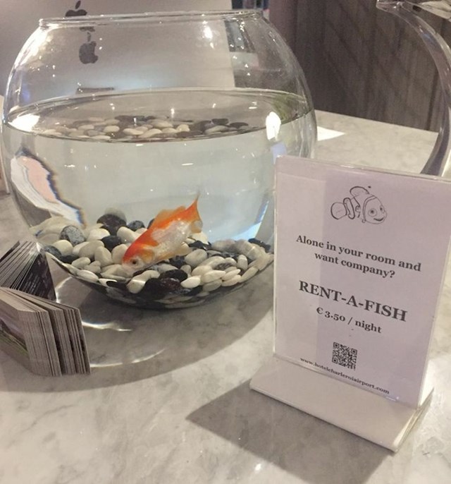Hotel u Belgiji u kojem možete iznajmiti zlatnu ribicu da ne budete usamljeni za vrijeme svog boravka