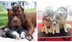 20+ pasa ponosno pozira sa svojim mini verzijama. Ovo su najslađi obiteljski portreti ikad!
