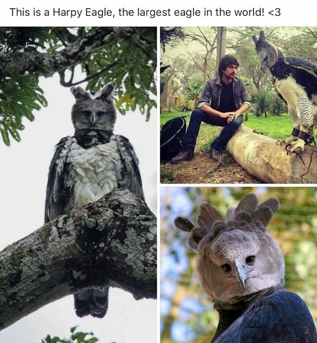 Izbjegavajte kontakt očima 😳