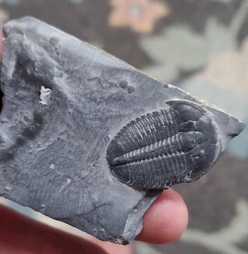 "Pronašao sam fosil!"