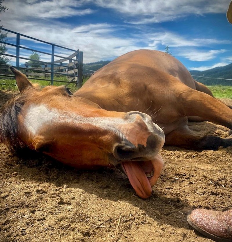 Konj koji odbija da ga itko jaše