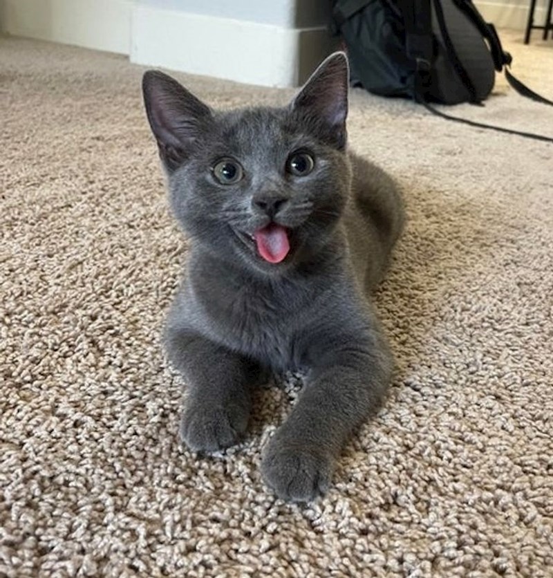 "Odrasla je uz pse pa misli da je i ona jedna od njih"