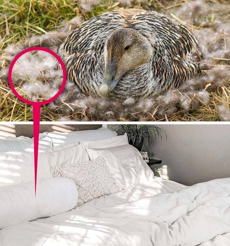 Posteljina je izrađena od najrjeđih materijala na svijetu