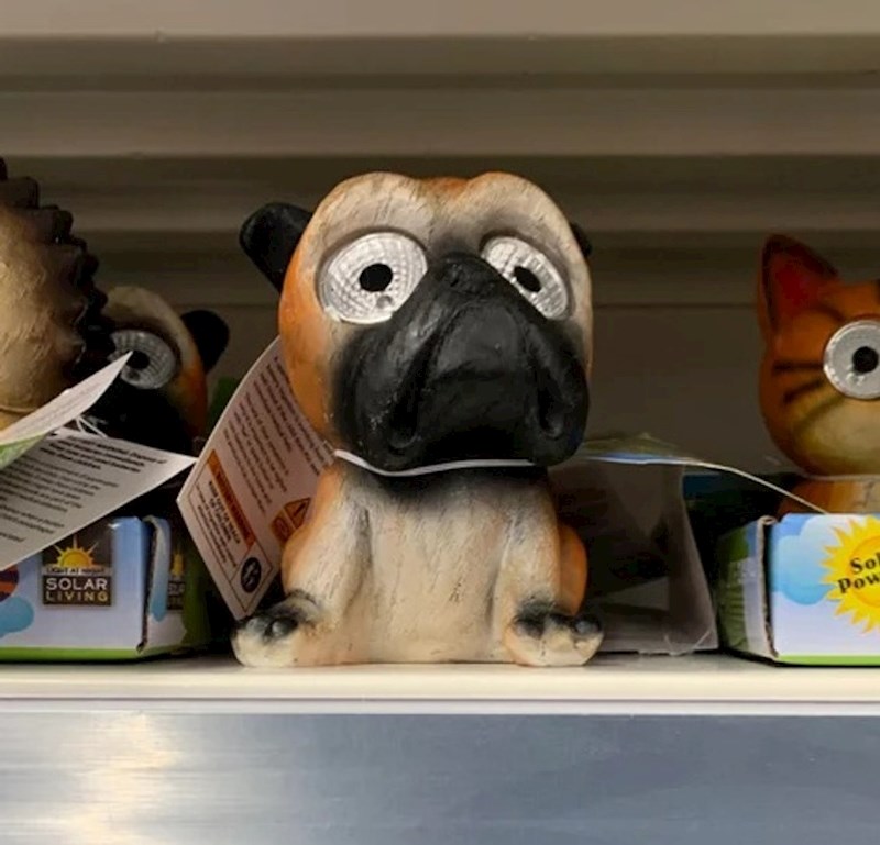 Ovaj psić izgleda kao da je upravo vidio nešto užasno